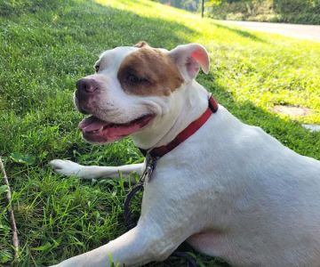 Wahconah Vet Services