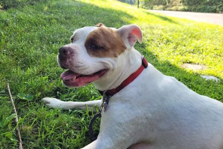 Wahconah Vet Services