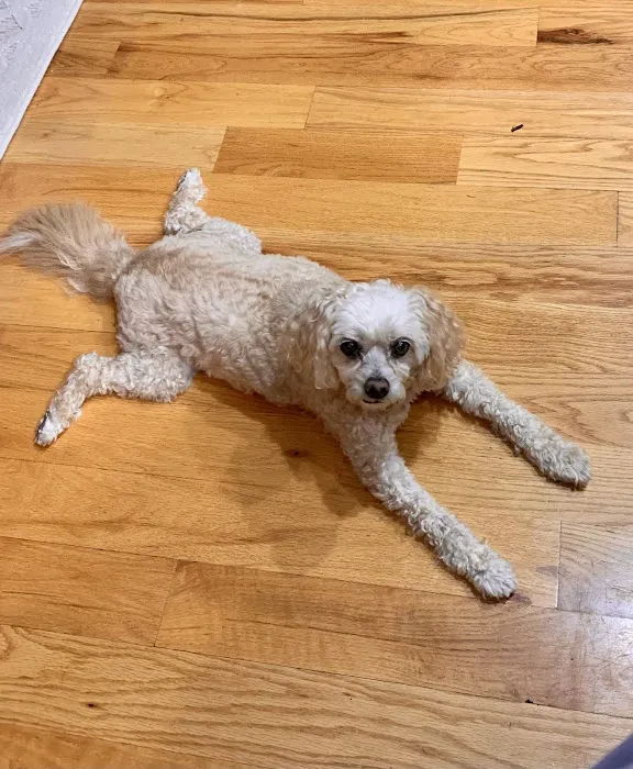 Progressive Animal Wellness 12