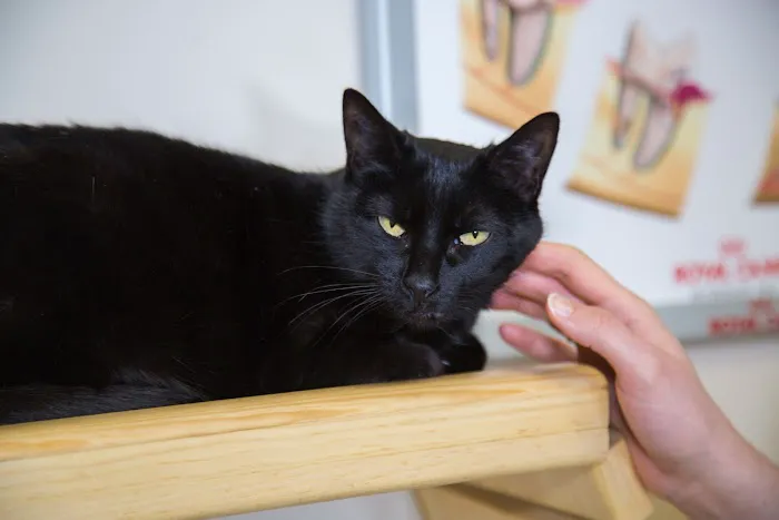 Progressive Animal Wellness 12