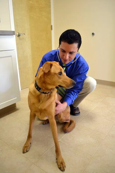 Progressive Animal Wellness 12