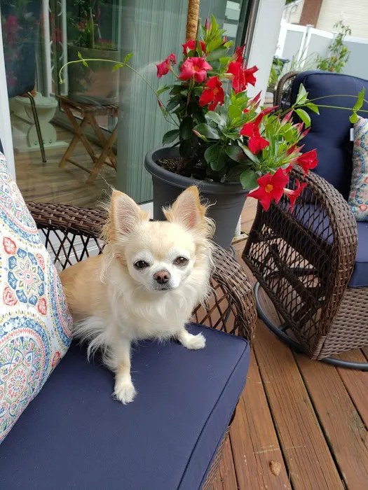 Progressive Animal Wellness 12