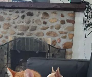 Hopmeadow Animal Hospital
