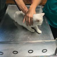 Parkside Veterinary Hospital ico