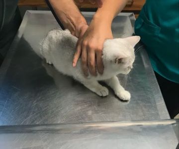 Parkside Veterinary Hospital