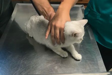 Parkside Veterinary Hospital