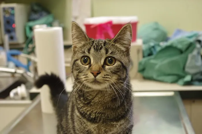 Parkside Veterinary Hospital 12