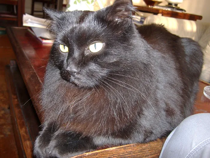 Parkside Veterinary Hospital 12