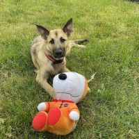 The Village Animal Clinic ico