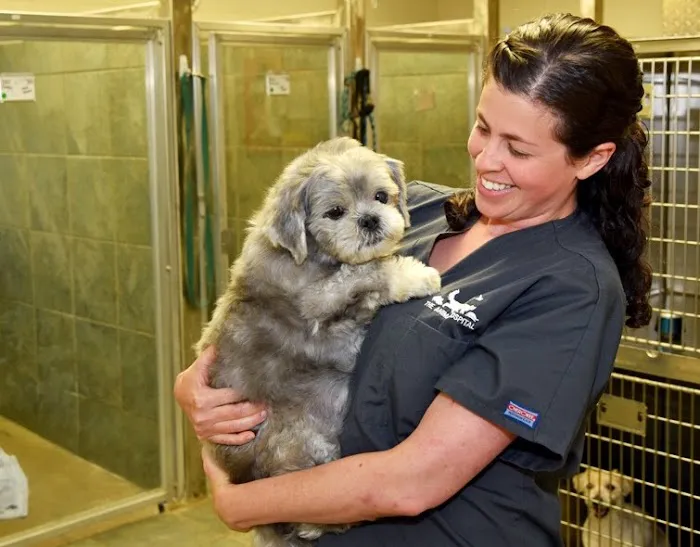 The Animal Hospital 12