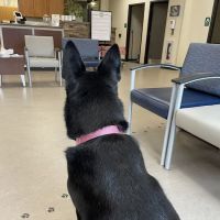 New York State Veterinary Medical Society ico