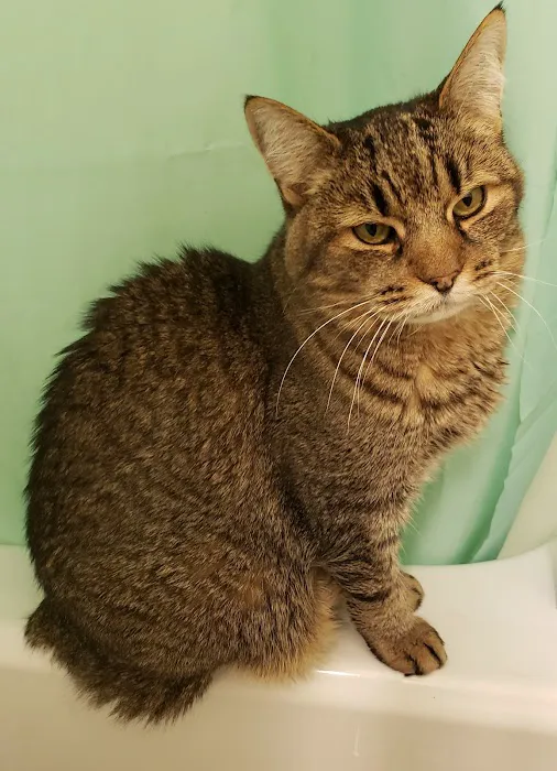Albany County Veterinary Hospital 12