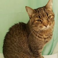 Albany County Veterinary Hospital ico
