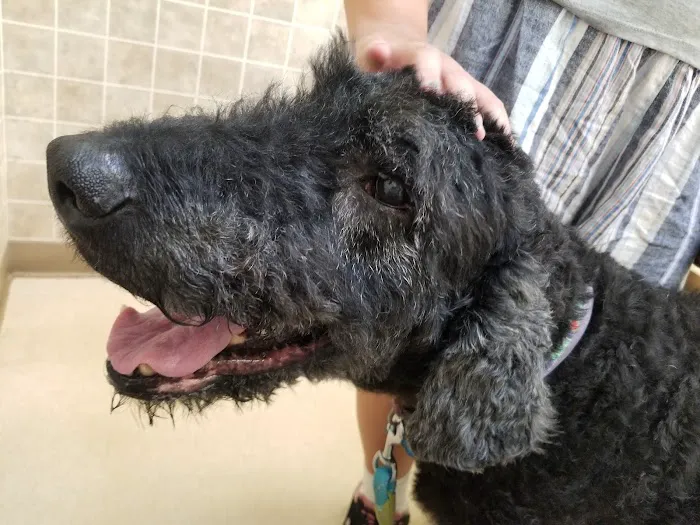 Albany County Veterinary Hospital 12