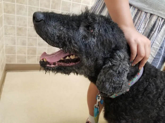 Albany County Veterinary Hospital 12