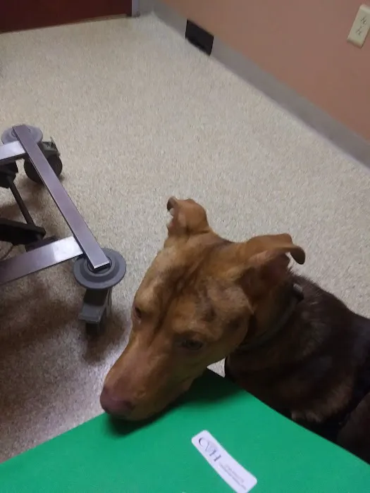Central Veterinary Hospital 12