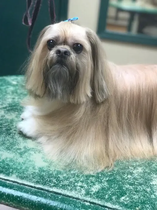 Central Veterinary Hospital 12