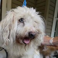 Miller Animal Hospital ico