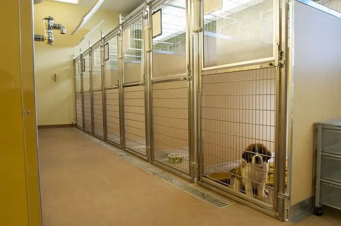 4 Paws Veterinary Care PLLC 3