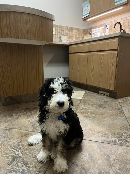 4 Paws Veterinary Care PLLC 2