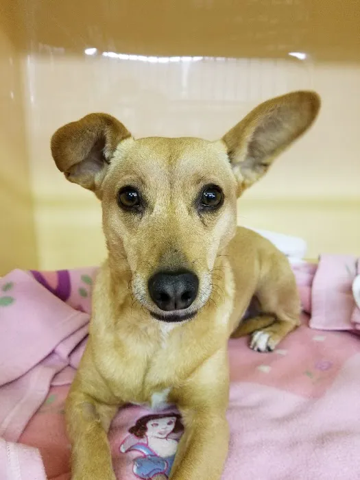 Star Meadow Animal Clinic 12