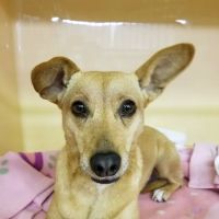 Star Meadow Animal Clinic ico