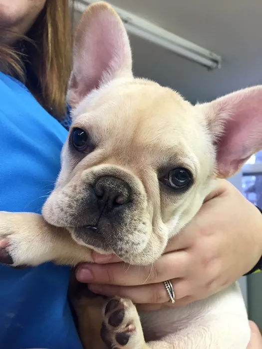 Star Meadow Animal Clinic 12