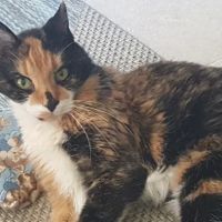 Powder Ridge Veterinary Hospital ico