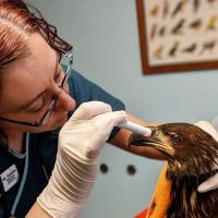Kensington Bird & Animal Hospital ico