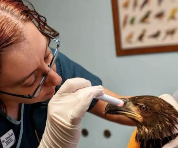 Kensington Bird & Animal Hospital