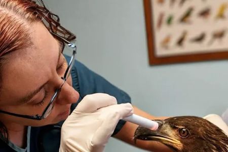 Kensington Bird & Animal Hospital