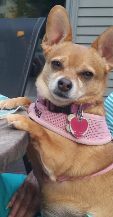 Companion Animal Hospital 12