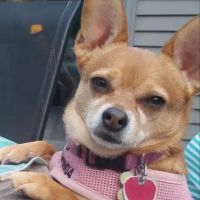Companion Animal Hospital ico