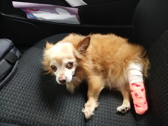Companion Animal Hospital 12