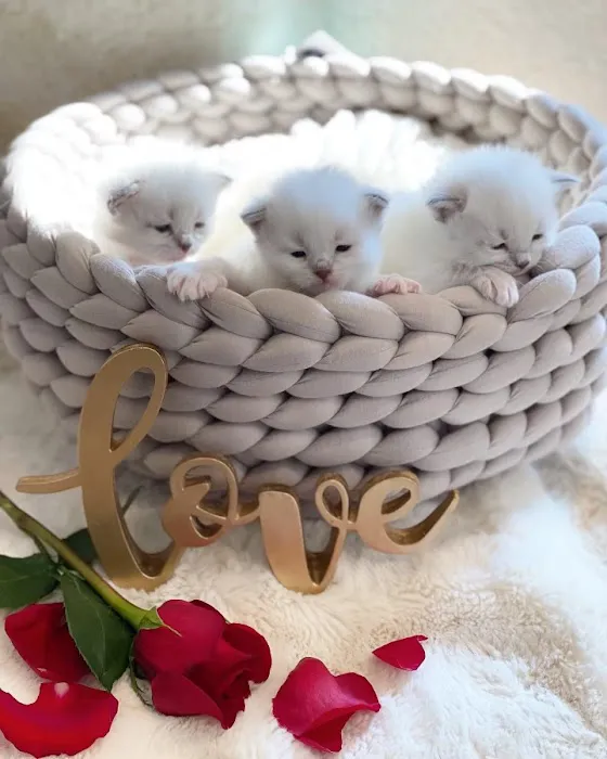 Lana sebirian neva cattery 12