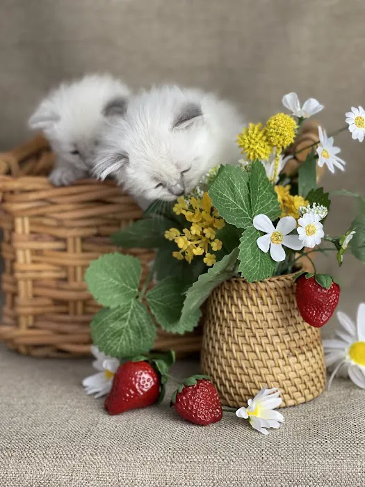 Lana sebirian neva cattery 12