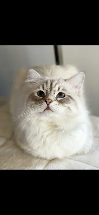 Lana sebirian neva cattery 12