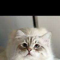 Lana sebirian neva cattery ico