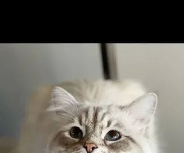 Lana sebirian neva cattery