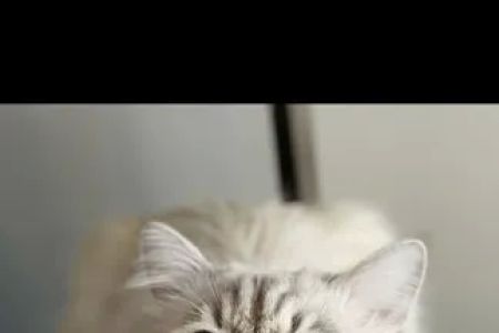 Lana sebirian neva cattery
