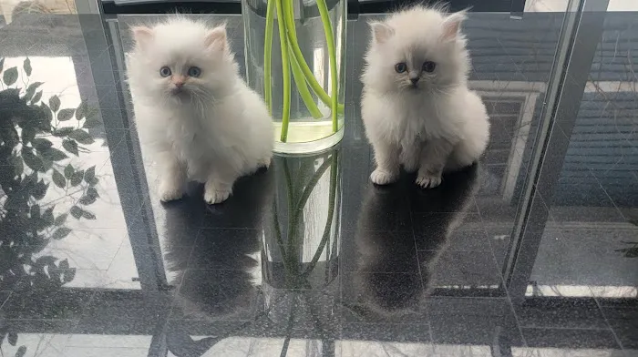 Pretty Precious Persians Kitten Cattery 12