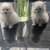 Pretty Precious Persians Kitten Cattery ico