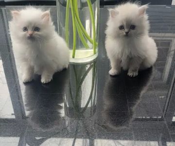 Pretty Precious Persians Kitten Cattery