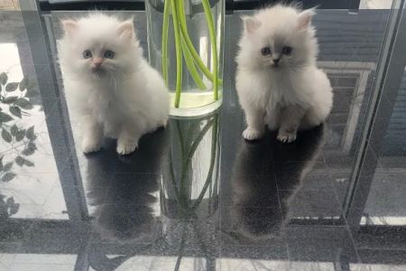 Pretty Precious Persians Kitten Cattery