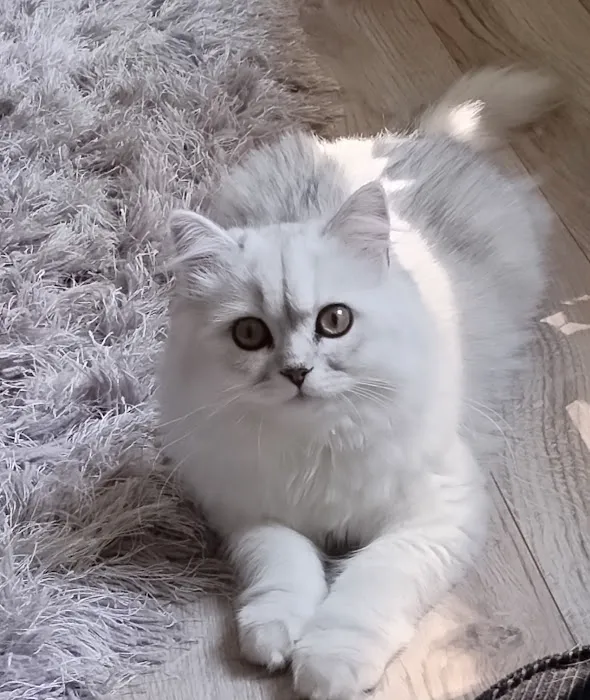 Pretty Precious Persians Kitten Cattery 12