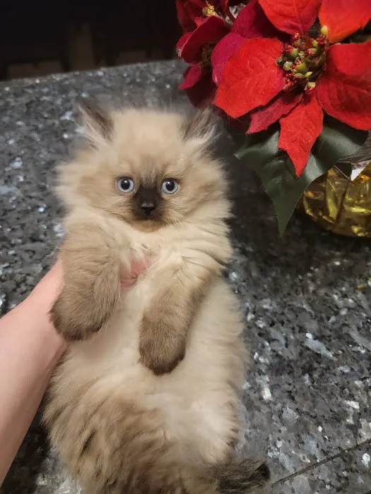 Pretty Precious Persians Kitten Cattery 12