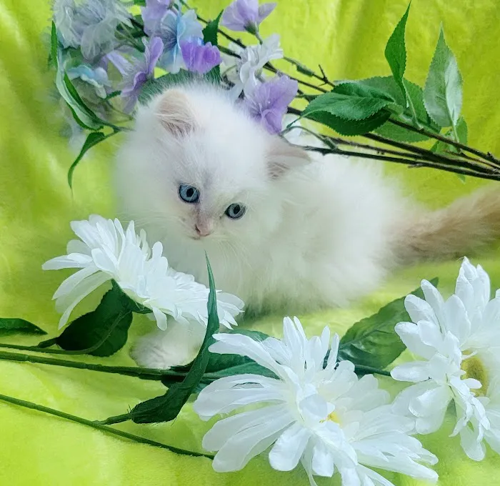 Pretty Precious Persians Kitten Cattery 12