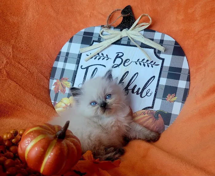 Pretty Precious Persians Kitten Cattery 12