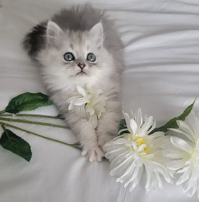 Pretty Precious Persians Kitten Cattery 12