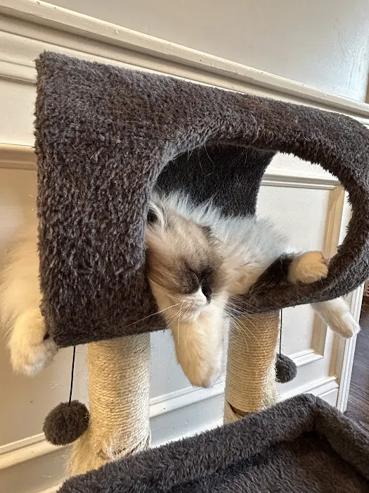 Pretty Precious Persians Kitten Cattery 12